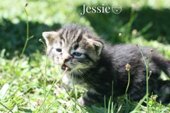 Jessie August